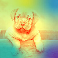Remarkable Moods for Keeping Your Dog Happy - Calming Dog Jazz