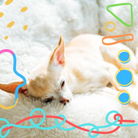 Happening Tenor Saxophone Solo - Vibe for Calm Hounds - Dog Relaxation Music
