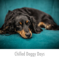 Pet Time Fulfilment - Relaxing Dog Music