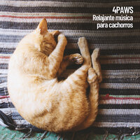 Sonidos binaurales para perros - Dog Music & Cat Music & Pet Care Club