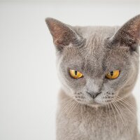 Gentle Sleep - Music for Cats Project & Cat Music Therapy & Calm Music for Cats