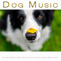Peaceful Piano Music for My Dog - Sleeping Music For Dogs & Calming Music for Dogs & Dog Sleep Dreams