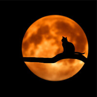 Focused - Jazz Music for Cats & Cats Music Zone & Calm Music for Cats