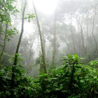 Deep Jungle Experience - Ambient Nature Project