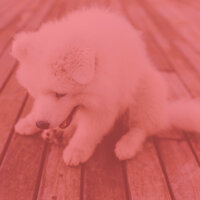 Glorious Tenor Saxophone Solo - Vibe for Calming Pups - Dog Separation Anxiety Music
