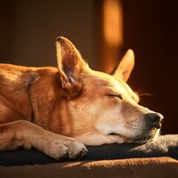 Sueños Tranquilos De Cachorros - Jardín Musical & Perros y gatos felices & Música de relajación para perros