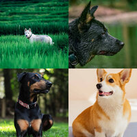 Dreams (Cozy Dogs) - Music for Dogs Radio