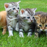 A Time for Relaxation - Cats Music Zone & RelaxMyCat & Music for Resting Cats