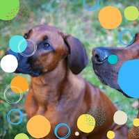 Cheerful Ambience for Doggy Rest - Relax My Dog Music