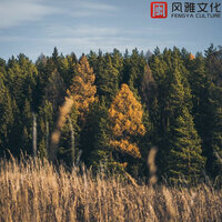 绿色邮政桶 -小提琴 - 轻松音乐