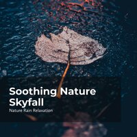 Birds in Rain Skyfall - Rain Recorders & Rainfall & Nature Rain Relaxation