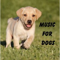 Relaxing Puppy Music - Music for Dogs & Music for Dogs Peace & Relaxing Puppy Music & Calm Pets Music Academy