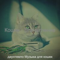 Моменты (Кошки) - даунтемпо Музыка для кошек
