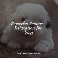Sleepy Head - Music for Dogs Collective & Pet Care Music Therapy & Dog Music Club