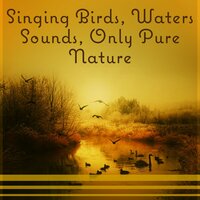 Long Great Morning - Calm Nature Oasis