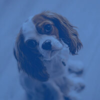 Subtle Ambience for Restless Puppies - Relaxing Music for Dogs