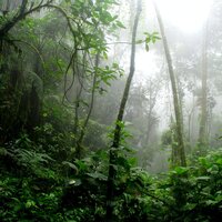 Flowing Notes - Relaxed Minds & Musica Para Niños & Organic Nature Sounds