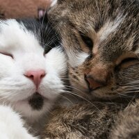 Quiet Evening Cats Rest - Catwalk Music & Music To Make Your Kitten Calm Down & Go To Sleep & Music For Kittens To Sleep