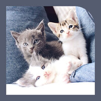 Background for Purring Cats - RelaxMyCat
