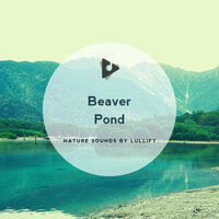Stellers Eider - Nature Sounds by Lullify & Nature Sounds