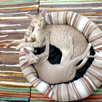 Keep It Gentle - Cat Music Dreams & Music for Resting Cats & Cat Music Experience