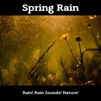 Enjoying Rain from Window - Nature! & Rain Sounds! & Rain!