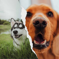 Music (Dogs on Couch) - Relaxing Music for Dogs