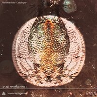Section 5 - Planctophob & Pulses
