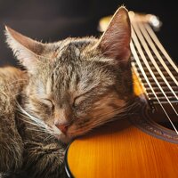 Flujo De Bigotes Pacífico - Musica Relajante de Guitarra Ritmos & Gato dormido & Guarida de música de gatos