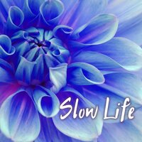 Meridian Response - Slow Life Music Specialist