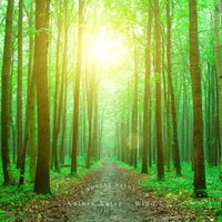 Walking in the Forest - Nature Noise – Wind