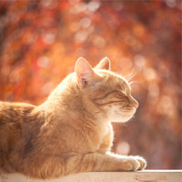 Life Blossoms - Pet Care Music Therapy & Cat Music Experience & RelaxMyCat
