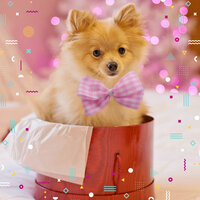 Wonderful Ambiance for Doggy Rest - Dog Sleep Dreams