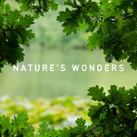 Streams of Waters in the Forest - Nature Field Recordings