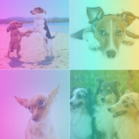 Unique Treating Dox Anxiety - Relax My Dog Music