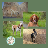 Exciting Ambience for Doggy Stress - Relax My Dog Music