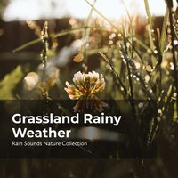 Rain Pours in Grass - ASMR Rain Sounds & Rain Sounds Nature Collection & Sleepy Rain