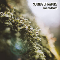 Summer Rain - The Nature Soundscapes & Relaxing Guru & Miracle Tones