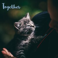Simple Healing - Music For Cats & Cat Music & Cats Music Zone