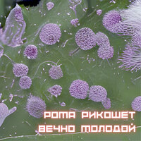 Чистый кайф - Рома Рикошет