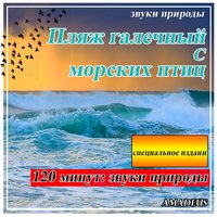 Пляж галечный с морских птиц: звуки природы - Amadeus