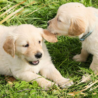 Dream Like Ambiance for Resting Dogs - Doggy Music