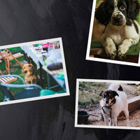 Entertaining Ambience for Chilling Your Dog - Fashionable Doggy Music