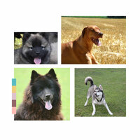 Music (Visions) - Music for Dogs Radio
