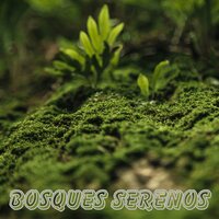 Innovación - Musica para ambientar la casa