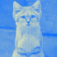 High-class Kitten Anxieties - Relax My Cat