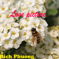 Heart - Bích Phương