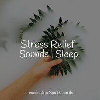 Welness and Calmness - Asian Zen Spa Music Meditation & Mindfulness Mediation World & Master Meditação