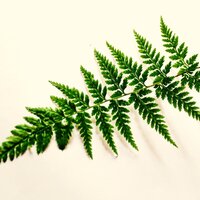 Estrellas Danzantes - Musica Para Niños & Meditacionessa & Sonidos de la Naturaleza para Dormir