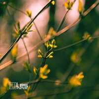 Spring - Lesfm